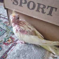 جوج عروس