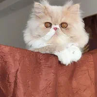 فروش گربه پرشین