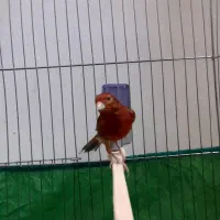 قناری سوخته سرخ|پرنده|کرمان, |دیوار