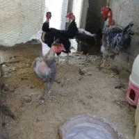 سلام ۴ عدد مرغ وخروس گردن لخت جوان|حیوانات مزرعه|راور, |دیوار