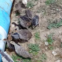 جوجه بوقلمون ۳۵ روزه