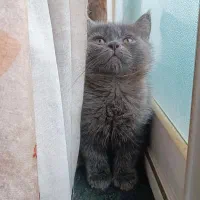 گربه های ناز|گربه|ساری, |دیوار