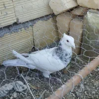 کبوتر طوقی  دوم سیاه و پولکی|پرنده|بیرجند, |دیوار