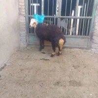 بره قوچ