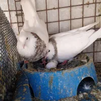 طوقی نر و ماده آجری