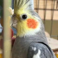 عروس هلندی مولد
