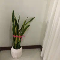 بوفه چوبی در حد نو کار خاص اصفهان و‌گل طبیعی|بوفه، ویترین، کنسول|تهران, صادقیه|دیوار