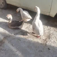 قو قاز