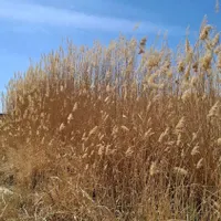 یک کبوتر پیدا شده