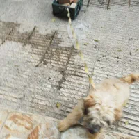 سگ واگذاری توافقی