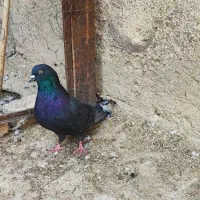 کبوتر کفتر سیاه وسبزپر