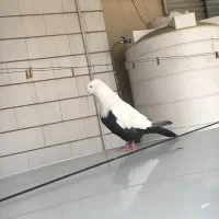 کبوتر دم سیاه عطیغه نر