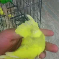 تعدادی مرغ عشق