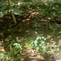 سلام-زمین-تک-برگ-سنددهبالا-660متر