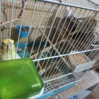 عروس هلندی به شرط تخم و جوجه|پرنده|خور (فارس), |دیوار