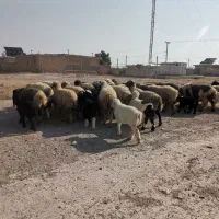 میش بره دار|حیوانات مزرعه|ارسنجان, |دیوار