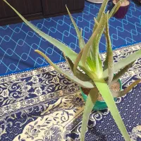 گل الوورا
