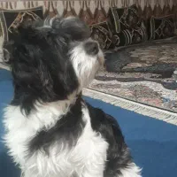 سگ خارجی نژاد شیتزو