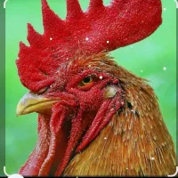 خروس برای قربانی موجوده