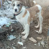 کوچوک۵ماهه خراسانی