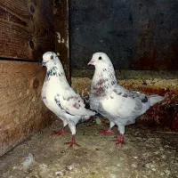 کبوتر سالم 150|پرنده|آستانه اشرفیه, |دیوار