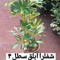 گل محلات|گل و گیاه طبیعی|محلات, |دیوار
