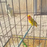 فروش طوطی برزیلی درباشت