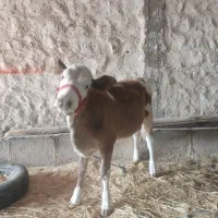 گوساله سیمینتال مونت بیلیارد