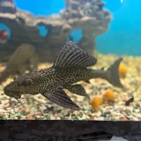 ماهی و حلزون و لجن خوار