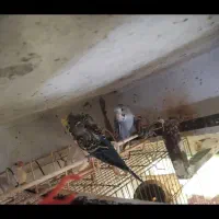 فنج بنگالی، مرغ عشق پروانه ی فنچ نرگسی سفید|پرنده|بندرعباس, |دیوار