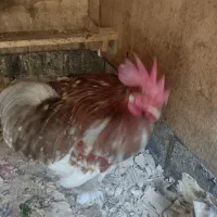 یک عدد خروس زیبا و با نژاد کوشین