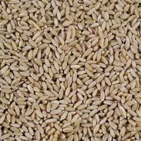 بذر گندم دیم صدرا تمیز پاک شده