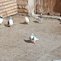 15عدد رنگی|پرنده|شوش, |دیوار