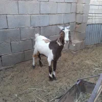 کهره نروماده
