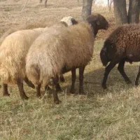 گوسفند نر گوشتی گیلو305 هزار