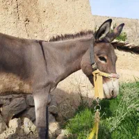 فروش کره الاغ نر|حیوانات مزرعه|کر, |دیوار