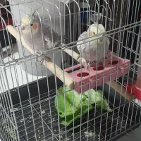 عروس هلندی|پرنده|الوند, |دیوار