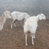 میش چینی|حیوانات مزرعه|مهریز, |دیوار