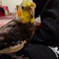 عروس هلندی گمشده