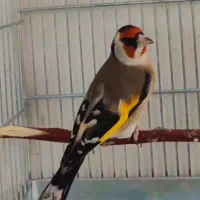 سهره چونه سفید قرص بخون