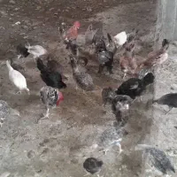 مرغ وخروس
