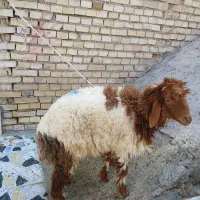 گوسفند نر|حیوانات مزرعه|باوی, |دیوار