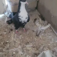 سار کرم و کرباتی ماده