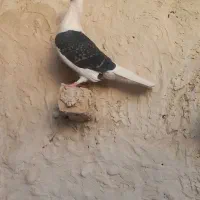 ماده گراف|پرنده|تربت جام, پاسداران|دیوار