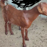 تیشترماده|حیوانات مزرعه|خورموج, |دیوار