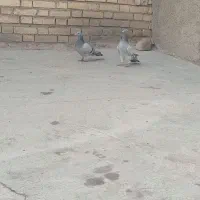 کبوتر|پرنده|مزرعه کتول, |دیوار