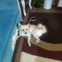 سگ خیلی باهوش اروم|سگ|دوگنبدان, |دیوار