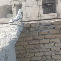 کفتر هوایی زرنگ|پرنده|شیراز, فاضل|دیوار