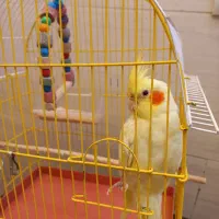 عروس هلندی