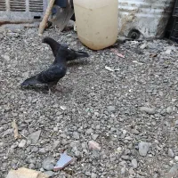 جوجه کاسک پرش سنگین|پرنده|جیرفت, |دیوار